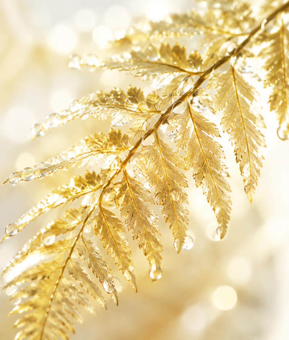 Golden fern with dewdrops